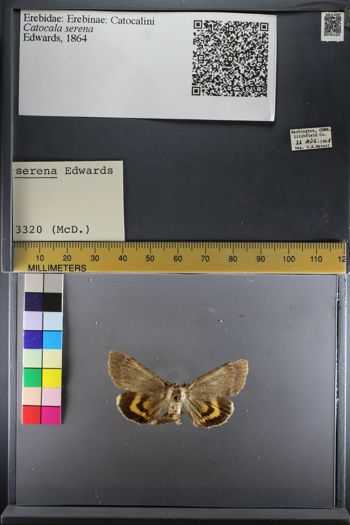 Media type: image;   Entomology 741124